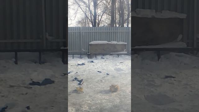 Жизнь Тазы 6 месяца
