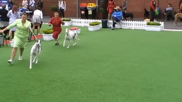 BOB Greyhound Melbourne Royal 2014