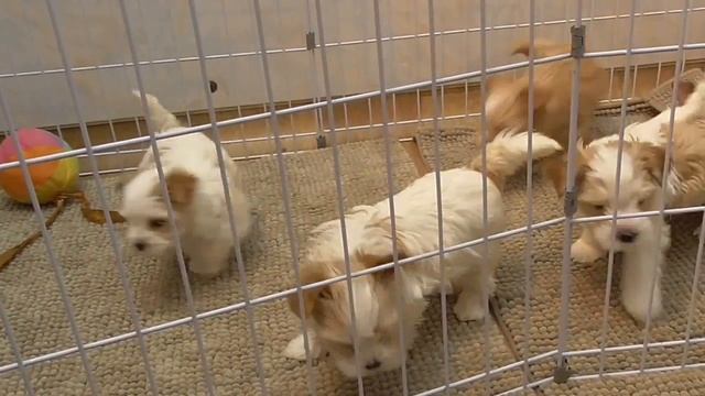 S2060005   Golddust York Puppy.