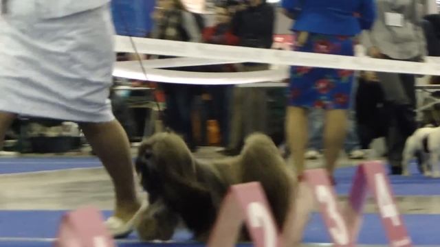 International Dog Show 