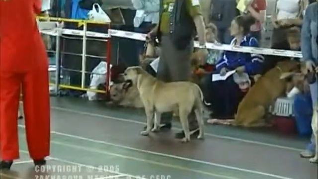 Моно Ка де бо ЧК 2005, Юниоры кобели/Mono Ca De Bou, Junior Males