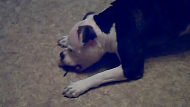 Ума и щенки