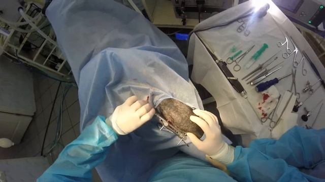 Артроскопия коленного сустава у собаки