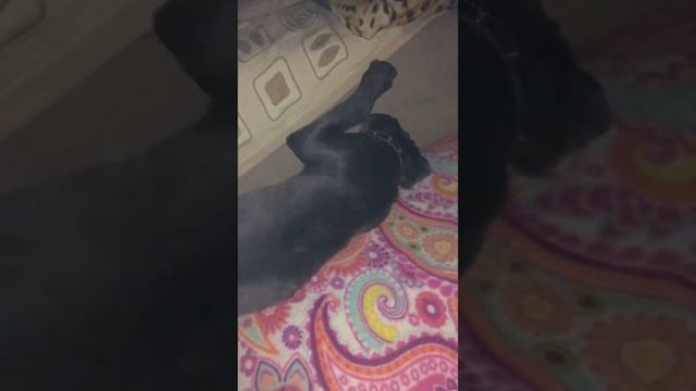 Кане-корсо если не спится, то спать не будем