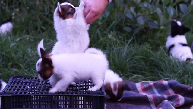 папильон июль14