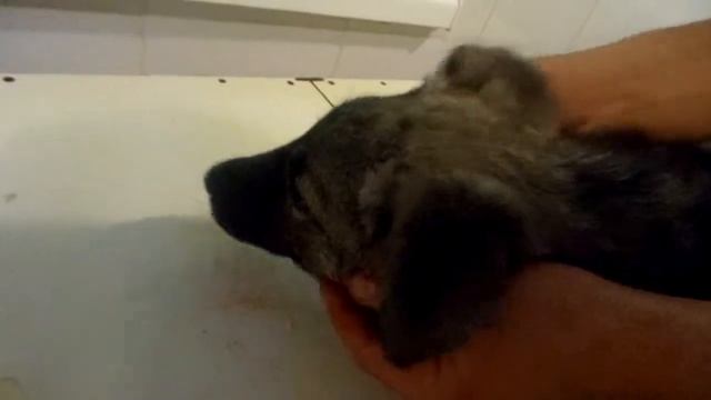 7 км.-щенок-сломана челюсть+подозрение на перелом задней лапы.