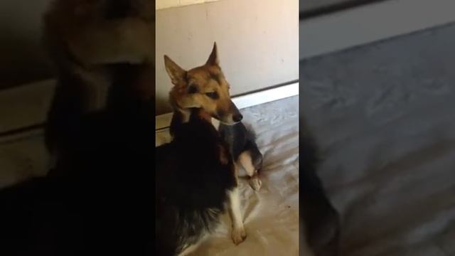 Любовь и забота.Семья Басе и Сойки