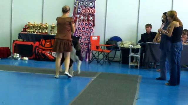 выставка собак Астана 17 08 2014 американская акита