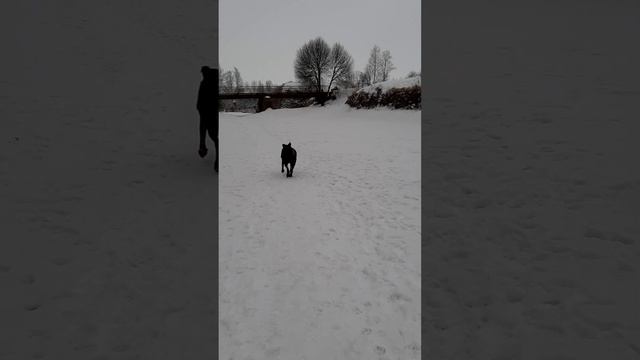 Гладить только меня надо  #босерон_питбуль #собаки #прогулка #зима #дрессировка