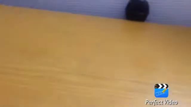 Gogoli Mogoli всем