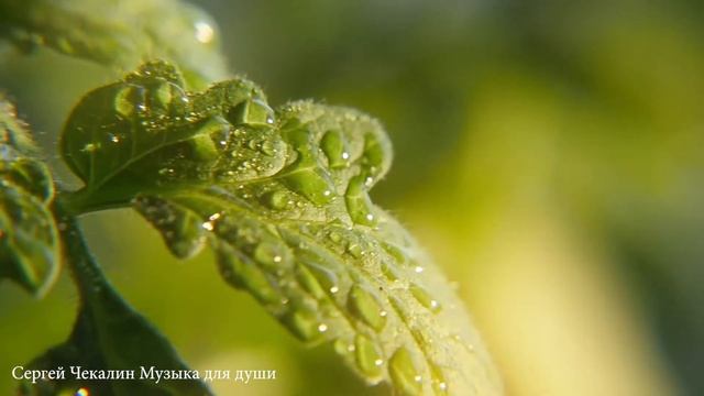 Сборник невероятно красивой завораживающей музыки Сергея Чекалина для души! Красивая музыка
