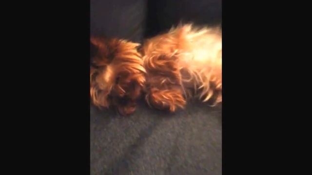 Йорки приколы