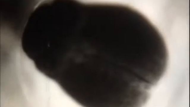 Размножение и развитие лягушки