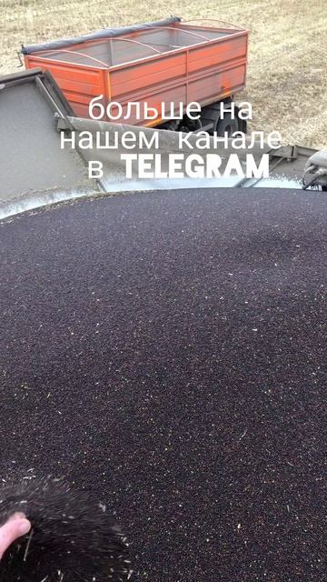 4 комбайна убирают рапс раздельно #shorts