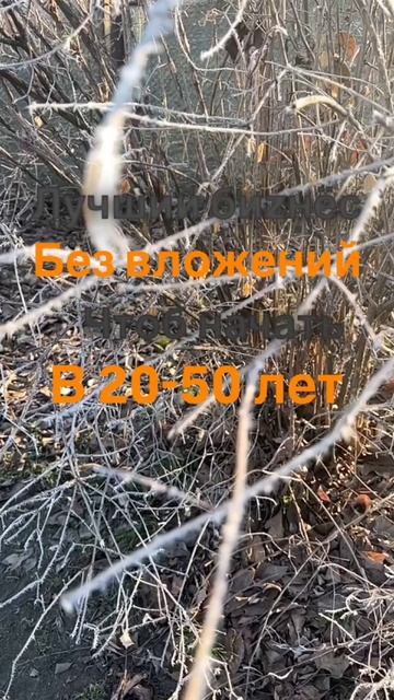 Без вложений твой биzнес. Спроси меня как.