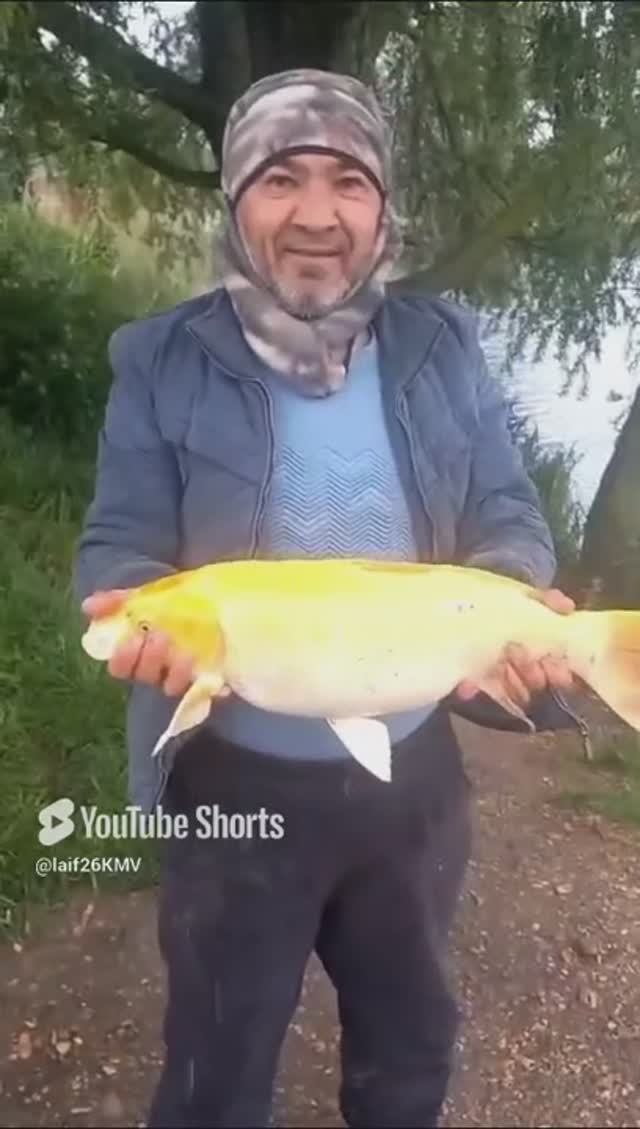 ⚡️⚡️Акция, поймай карпа Кои получи 3.000 руб.Нижнеподкумск 3-й пруд.