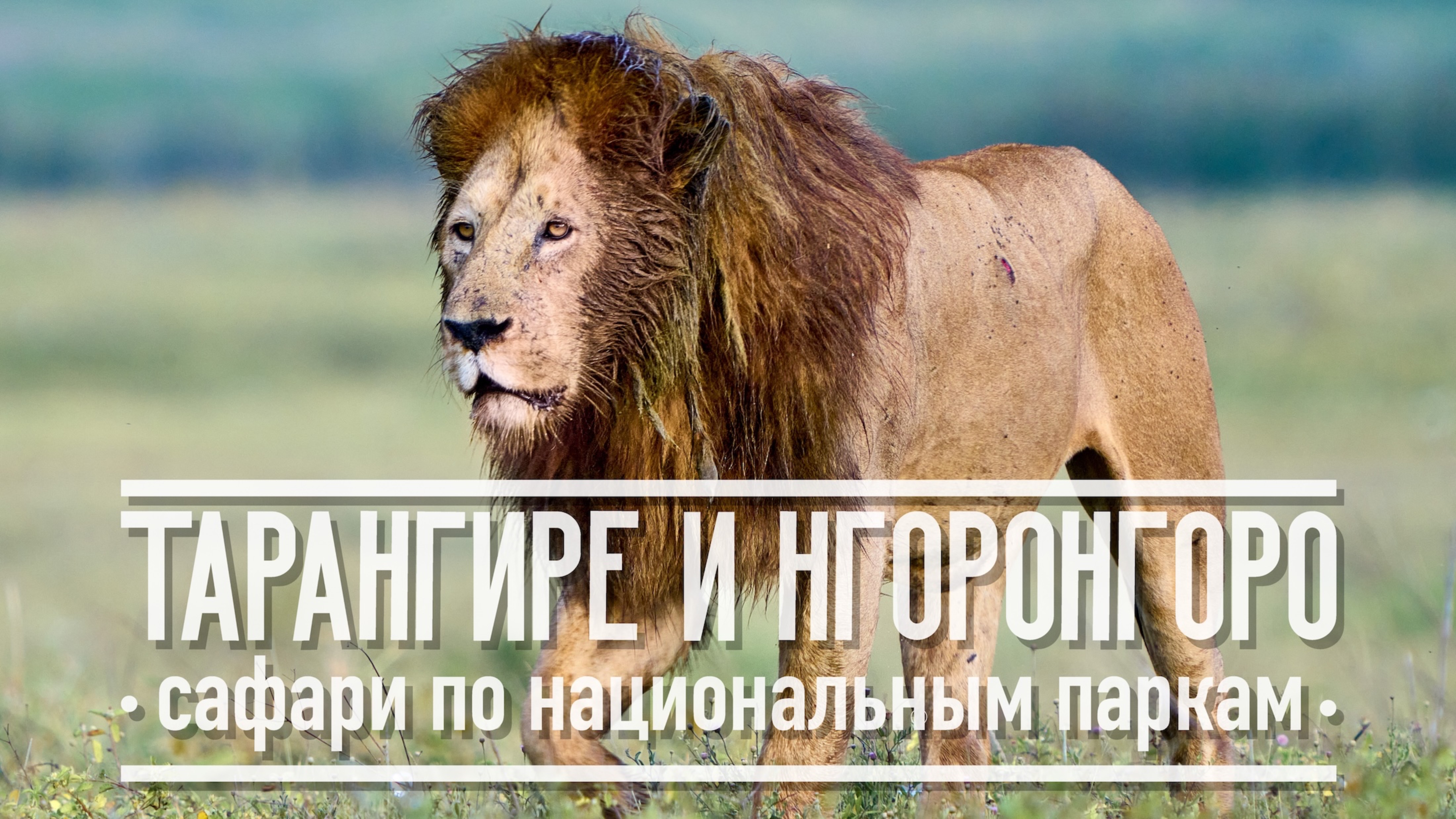 Тарангире и Нгоронгоро