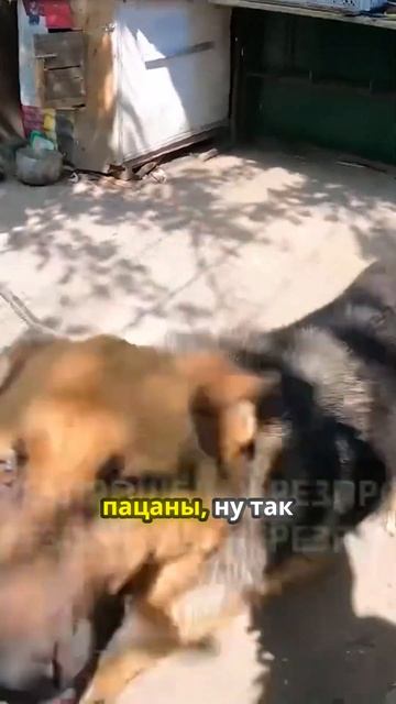 Трогательная история о собаке и войне #помощь #донецк  #отношения #топ #семья #юмор