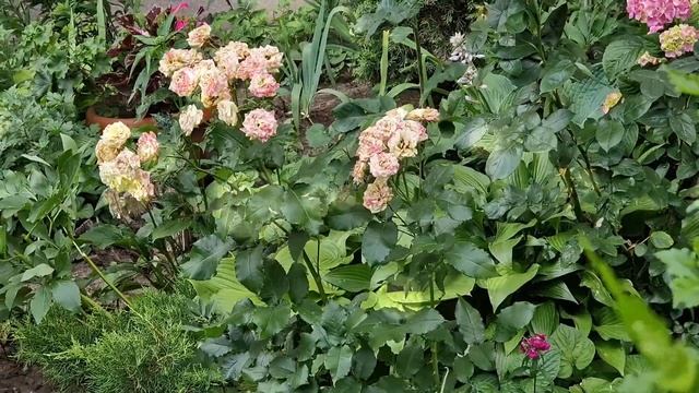 Passionate Tech Lifehacks