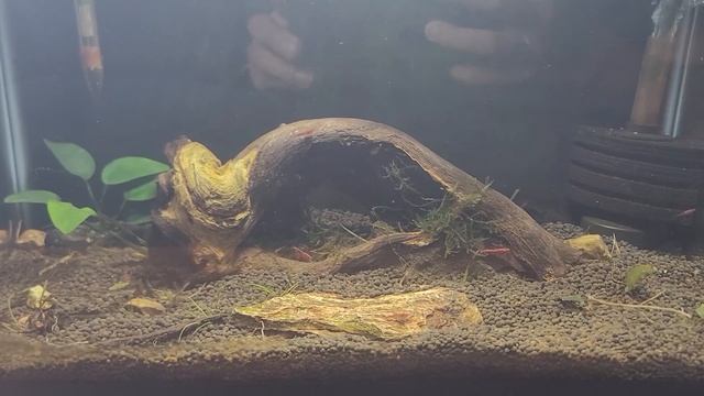 Neocaridina Cherry Shrimp Tank - The Shrimp Show: Episode 3