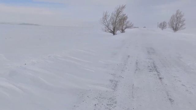 Пурга в степи