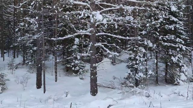 Лоси в лесу