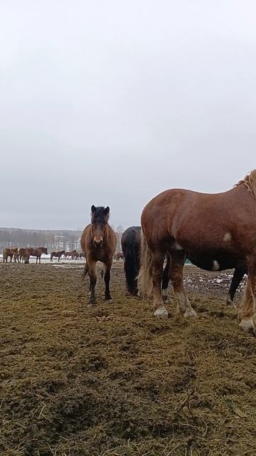 лошади в зимнее время
