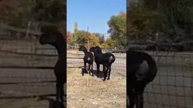 Ярки этого года 2021 цена 400 долларов