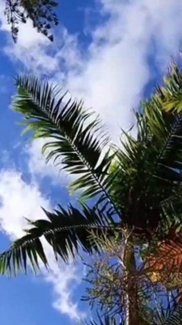 Calm Relaxing Music #shorts