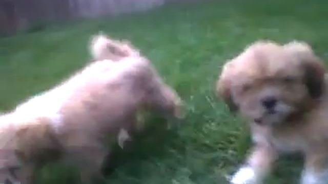 LOS BEBES DE KUTSI YOKO!!!! CACHORROS LHASA APSO