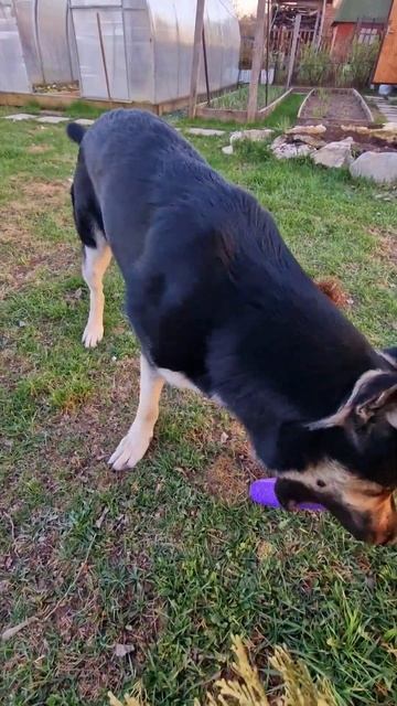 ВЕО Бронислав. АГА🤣🤣🤣🤣🤣#овчарка,#вео ,#собака ,#животные ,#dog ,#юмор ,#будемвместе