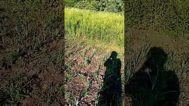 0318d3ce69c8152fd6ea197bed4537ee