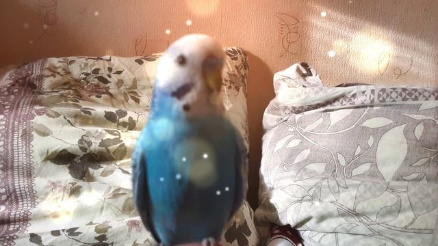 Новогодний клип Тоши🎄🎀🧸