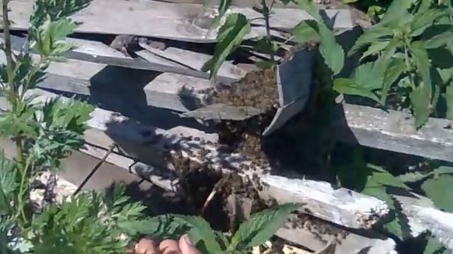 Снимаем очень большой рой пчел.