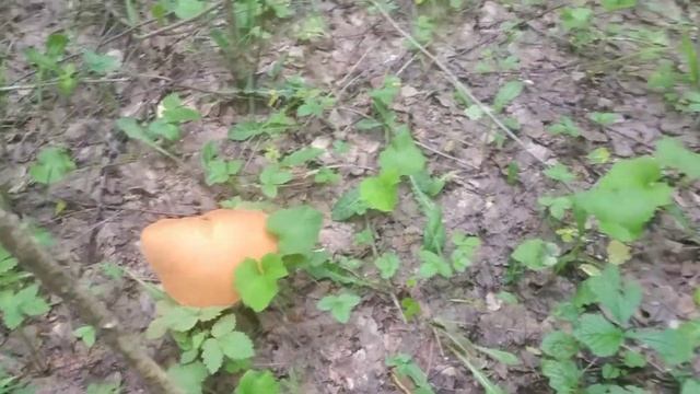 Открытие грибного сезона. Грибов очень много.
