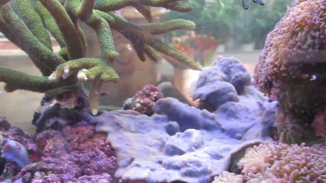 Морской аквариум