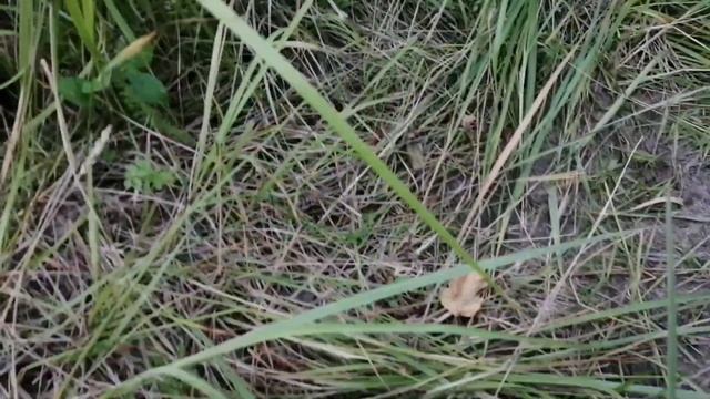 Мой поход за грибами с мамой