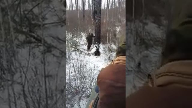 Звериные истории: приключения и приключенческие истории