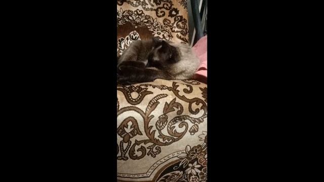 общение на час