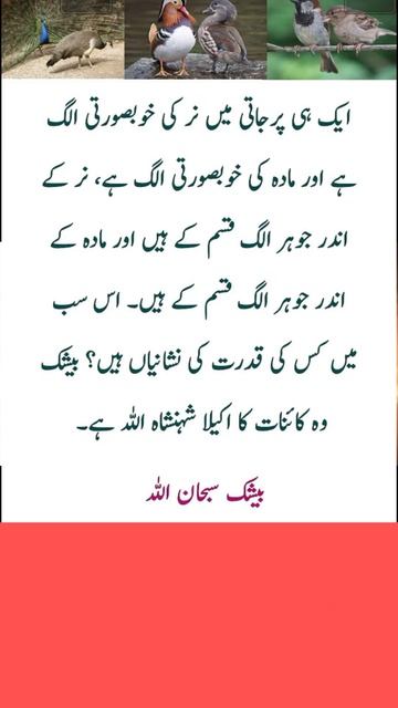 #newsfeed #islamicurdu #religion #ytshortsfeature #urduquotes #ytshorts #ytshortsindia #quote