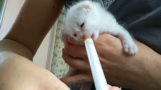 Как Мурка кушала когда была маленькая