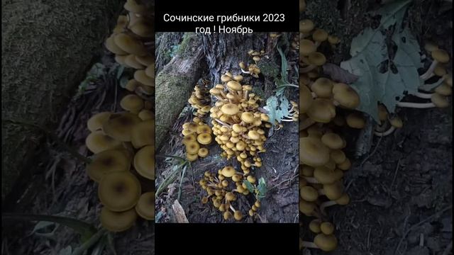 Опята  !!! Ноябрь 2023 год !Царская охота !!!