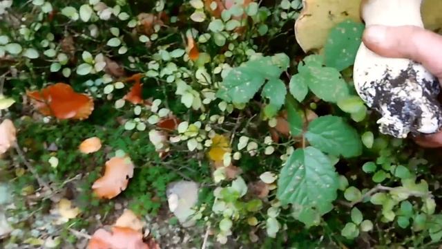 Сезон білих грибів нон-стоп. Частина 2 - Великі гриби.