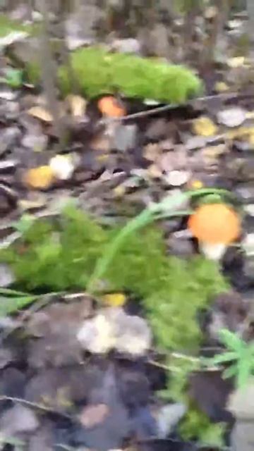 Грибы съедобные