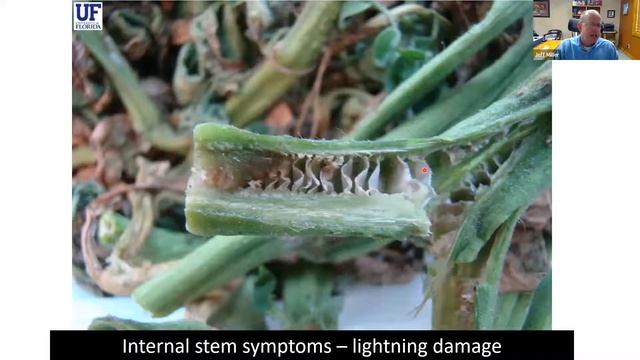 Field Identification Of Common Foliar Diseases Of Potatoes