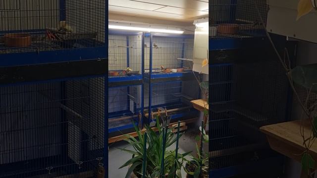 мой птичник- подвал.                 8. August 2021