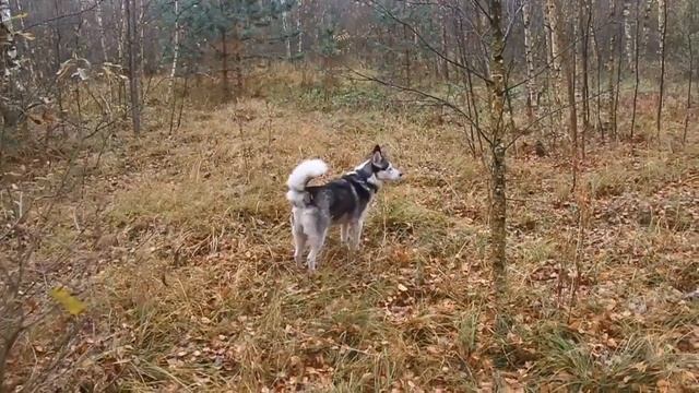 Клип моей новой песни «ПОКИНУТЫЙ ВОКЗАЛ» из цикла «Поэзия земли нижегородской»