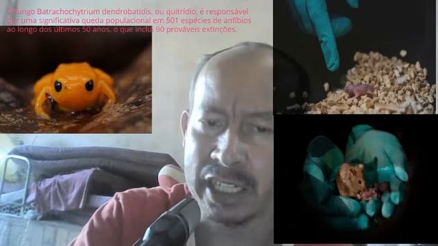 Vida Dura De Sapo Ha Filhos De Ratas ‐ Feito Com O Clipchamp