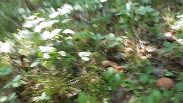 +30 -жара, а мы собираем подосиновики!!!