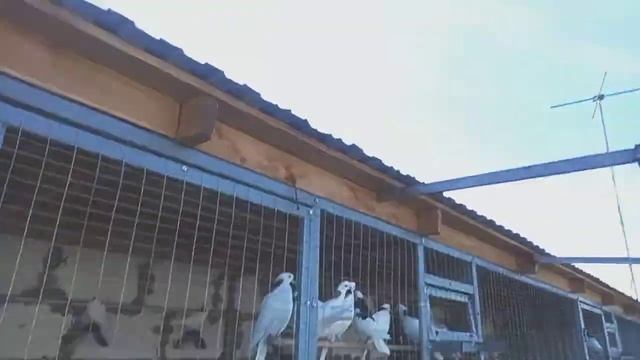 голуби приехали домой))